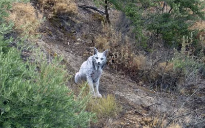 España detecta un lince ibérico con una característica particular