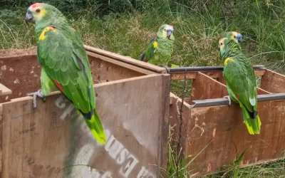 Santa Fe libera animales silvestres recuperados del mascotismo ilegal