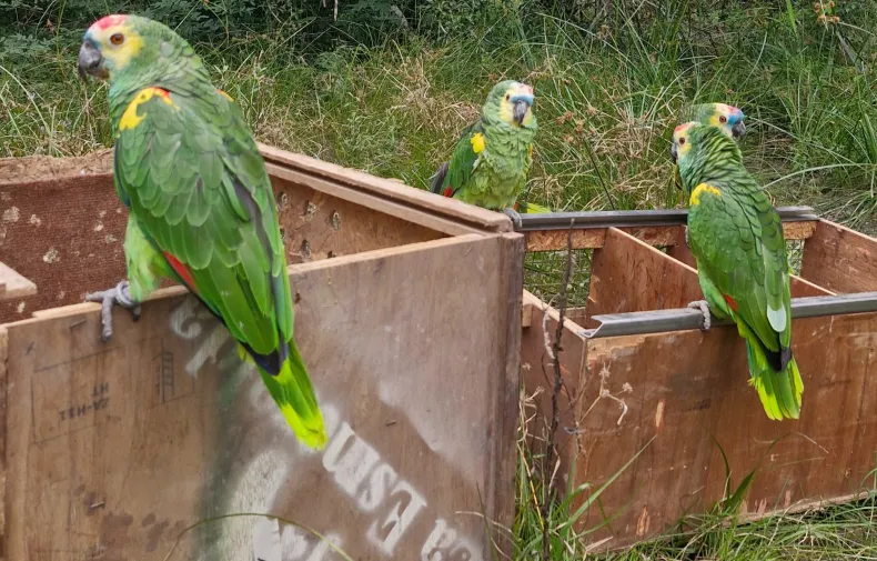 Santa Fe libera animales silvestres recuperados del mascotismo ilegal.