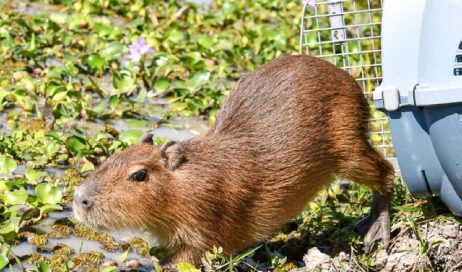 Santa Fe libera animales silvestres recuperados del mascotismo ilegal.