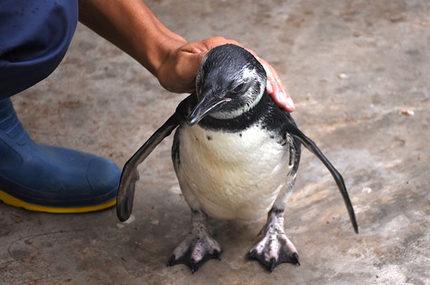 Argentina trabaja para prevenir el tráfico de fauna silvestre.