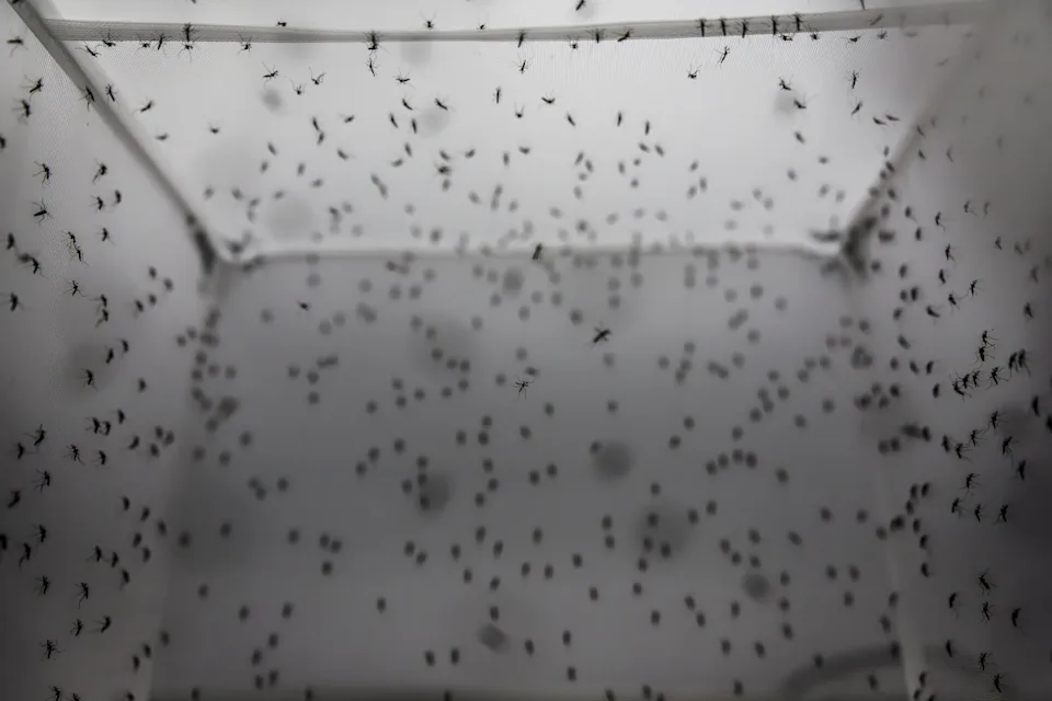 Se inaugura la fábrica más grande de mosquitos del mundo.