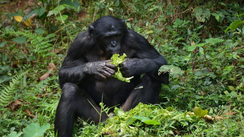 Los expertos se sorprenden ante el ataque de hembras bonobo a un macho.