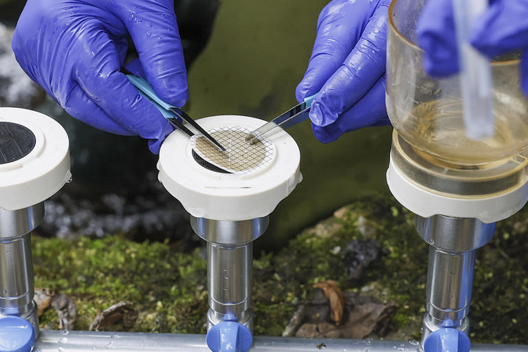Utilizan el ADN ambiental para dar con el rastro de especies en peligro.