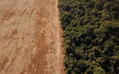 La ley contra la deforestación importada saldrá en Europa
