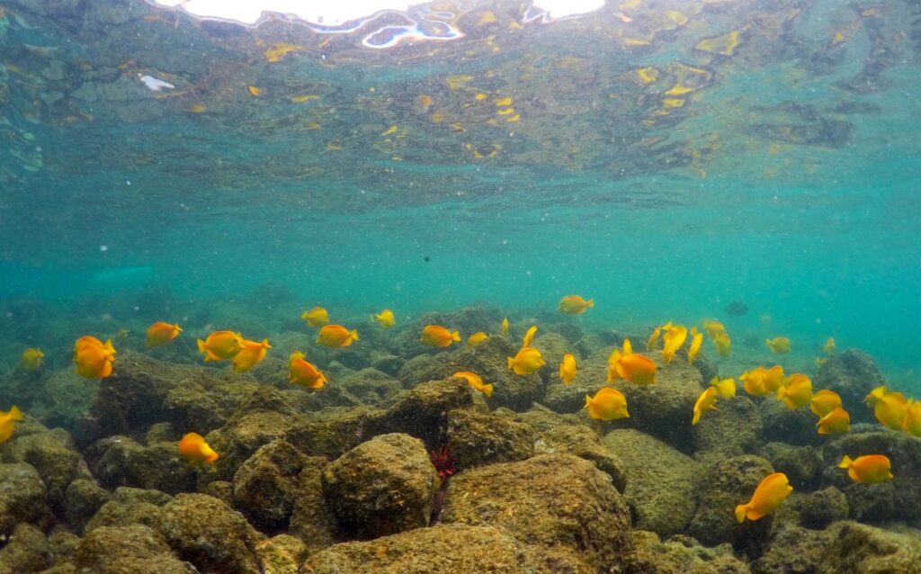 Las olas de calor marinas podrían causar un avance peligroso del calentamiento global.