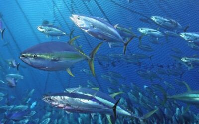 La FAO respalda el tratado global para proteger la biodiversidad marina