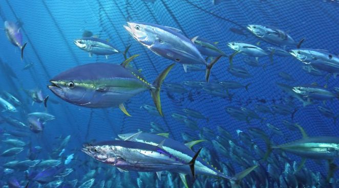 La FAO respalda el tratado global para proteger la biodiversidad marina