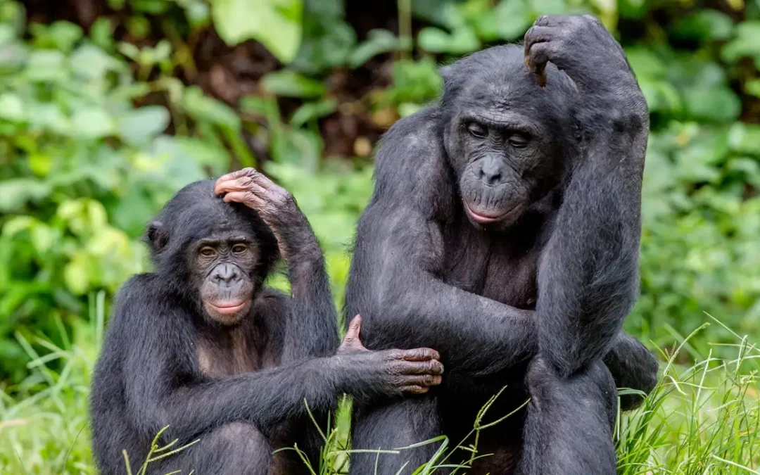Los expertos se sorprenden ante el ataque de hembras bonobo a un macho.