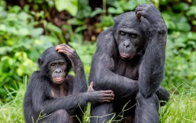 Los expertos se sorprenden ante el ataque de hembras bonobo a un macho