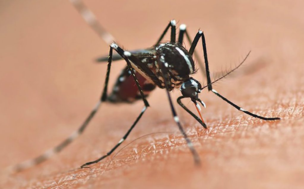 Se inaugura la fábrica más grande de mosquitos del mundo.