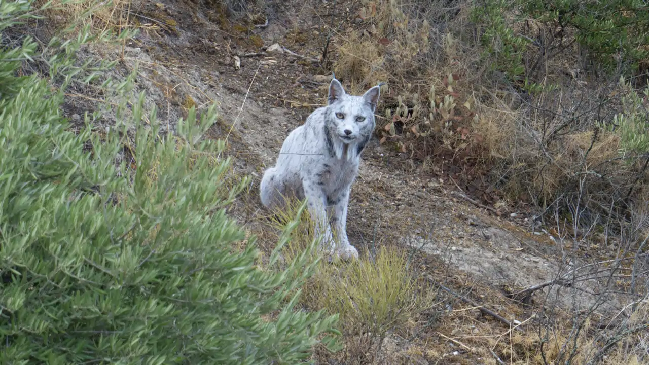 España detecta un lince ibérico con una característica particular.