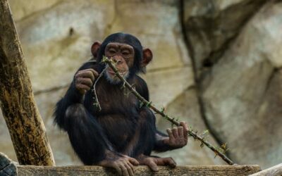 Buscan establecer la Ley de grandes simios en España
