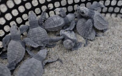 Argentina trabaja para prevenir el tráfico de fauna silvestre
