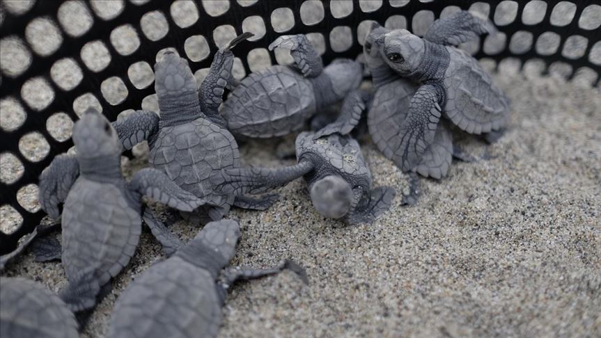 Argentina trabaja para prevenir el tráfico de fauna silvestre