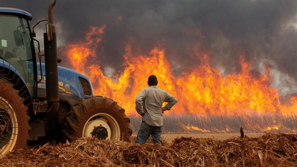América y África enfrentan números récord de incendios forestales.