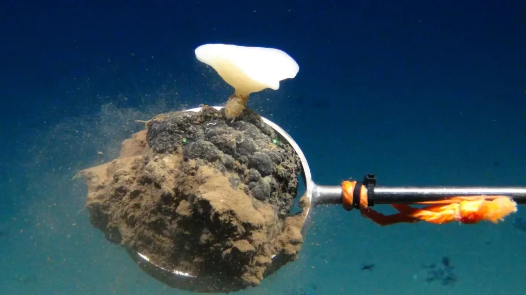 Este método de extracción significa perforar el fondo marino para obtener "nódulos polimetálicos" cargados de minerales críticos como cobre, hierro, zinc y otros.