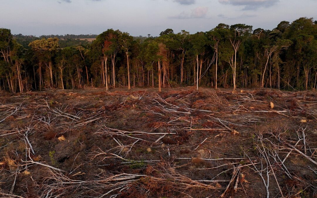 Mapas y fotos revelan la muerte de la Amazonía