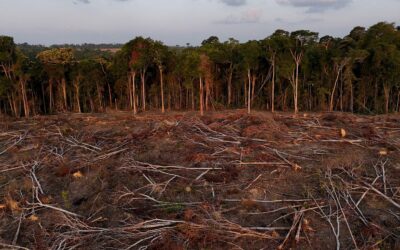 Mapas y fotos revelan la muerte de la Amazonía