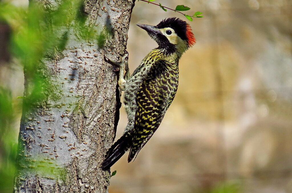 Descubren un comportamiento en los pájaros carpinteros nunca antes documentado