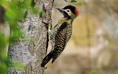 Descubren un comportamiento en los pájaros carpinteros nunca antes documentado