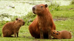 La justicia protege a los carpinchos frente a los reclamos en Nordelta