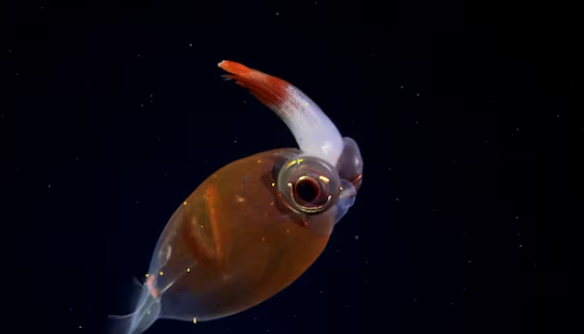 La campaña transmitirá en vivo sus hallazgos