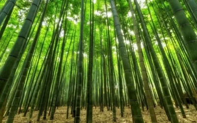 Japón entra en alerta por el bambú