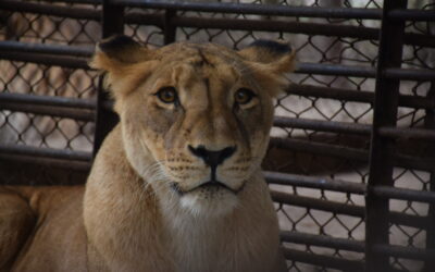 Ambiente monitoreó el ex zoológico de Luján