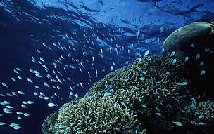 Temen que la minería en aguas profundas afecte la cadena trófica marina