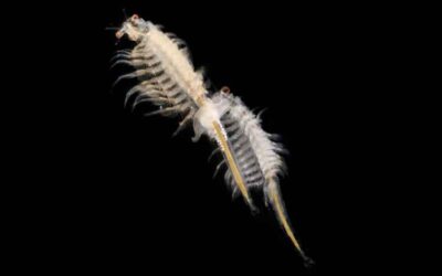 Encuentran un parásito marino que afecta a las ostras desde hace 480 millones de años