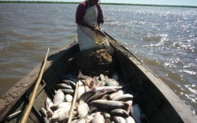 Limitan la exportación de peces del Paraná