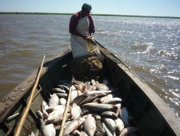 Limitan la exportación de peces del Paraná