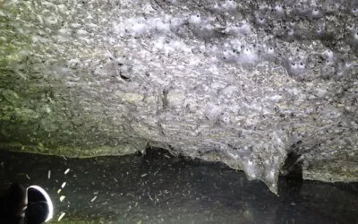 Encuentran la telaraña más grande del mundo