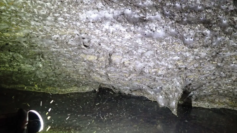 Encuentran la telaraña más grande del mundo