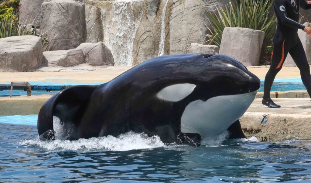 La Fundación Mundo Marino lanzó un comunicado a través de sus redes sociales confirmando el fallecimiento de la orca Kshamenk.