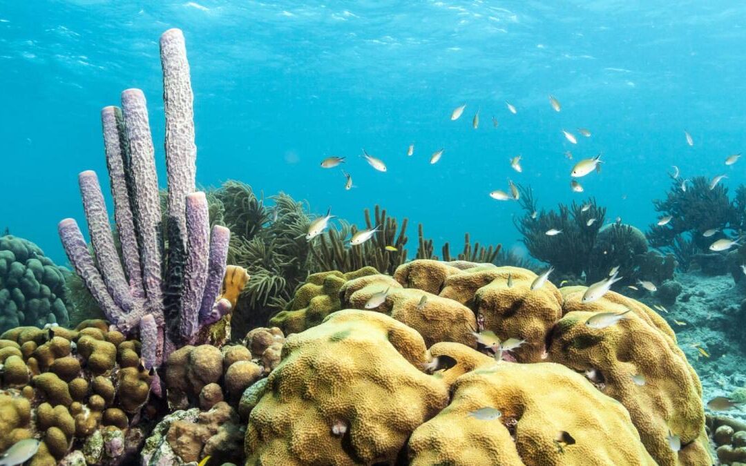 Un grupo de científicos colombianos busca salvar a los corales del Caribe.