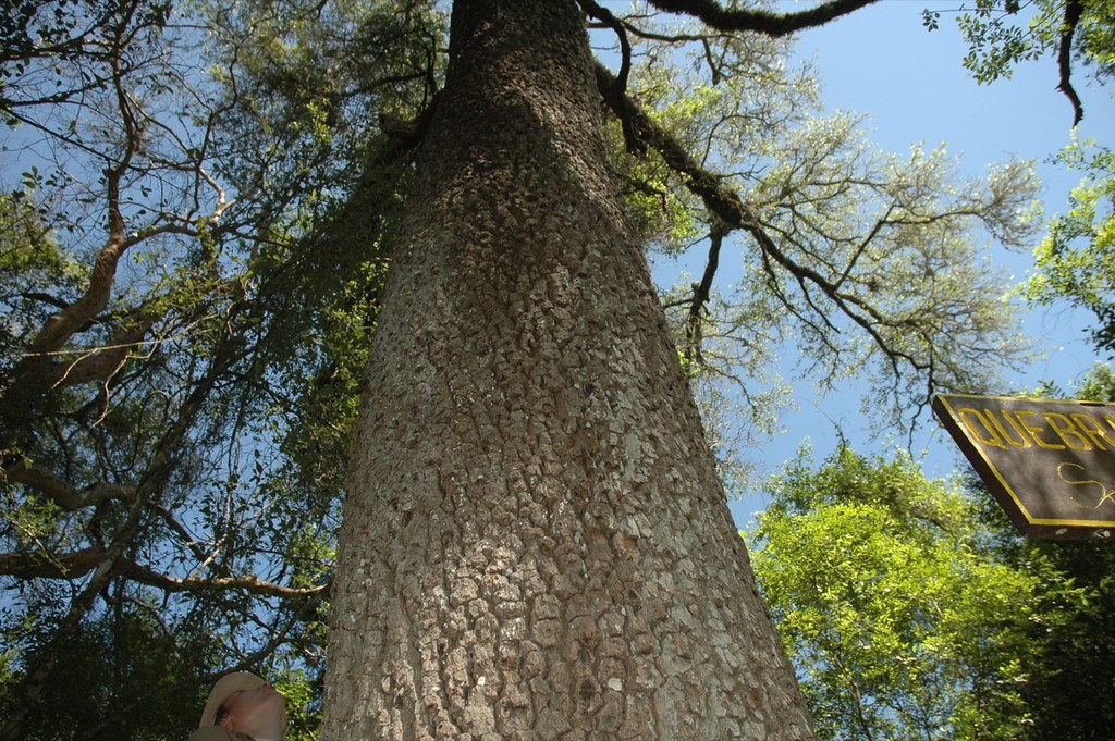 El quebracho colorado cuenta con la madera más fuerte de todo el mundo.