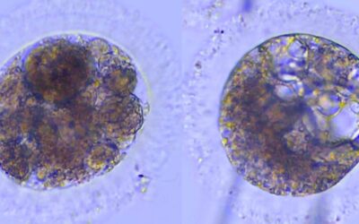 Reproducirán al lince ibérico a través de la fecundación ‘in vitro’