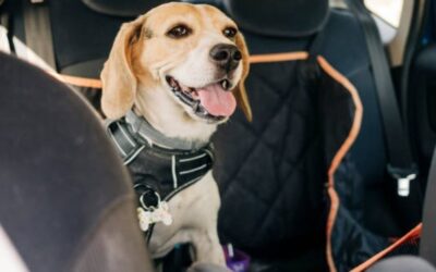 ¿Sabías que podés viajar con tus mascotas?