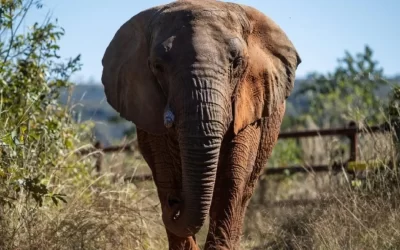 Revelan datos de la autopsia de la elefante Kanya