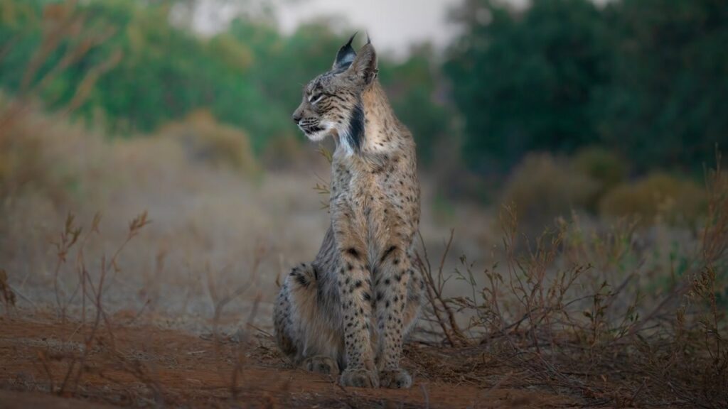 Reproducirán al lince ibérico a través de la fecundación ‘in vitro’.