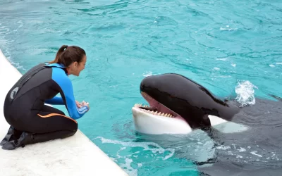 Duelo en Argentina por la muerte de la orca Kshamenk