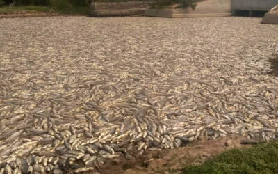 Preocupación en Formosa por la mortandad de especies