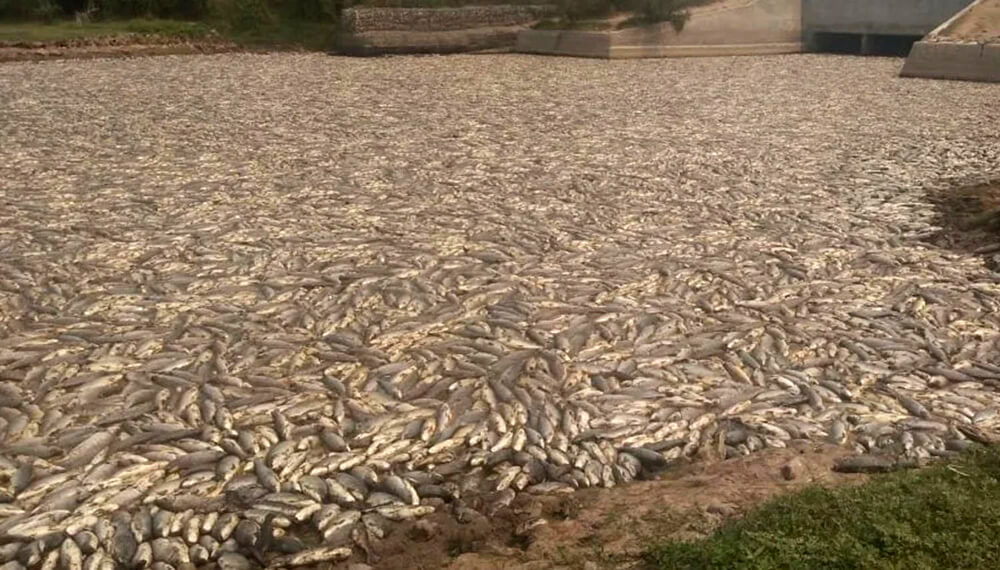Preocupación en Formosa por la mortandad de especies