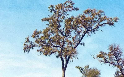 El árbol con la madera más fuerte de todo el mundo es de Latinoamérica