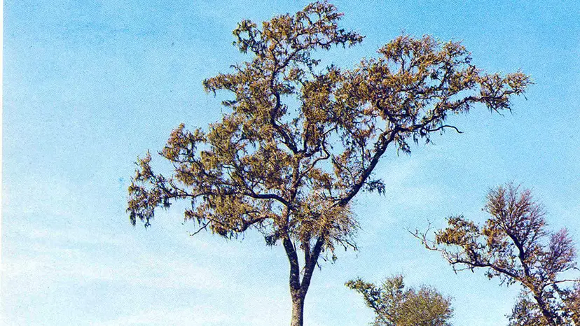 El árbol con la madera más fuerte de todo el mundo es de Latinoamérica