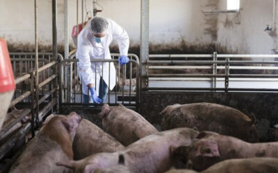 Crece el riesgo sanitario por la peste porcina africana