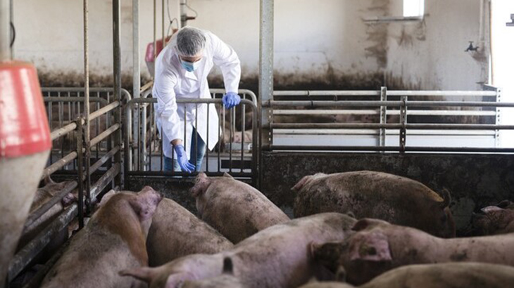 Crece el riesgo sanitario por la peste porcina africana