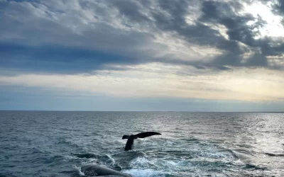 El Tratado de Alta Mar entrará en vigor este sábado